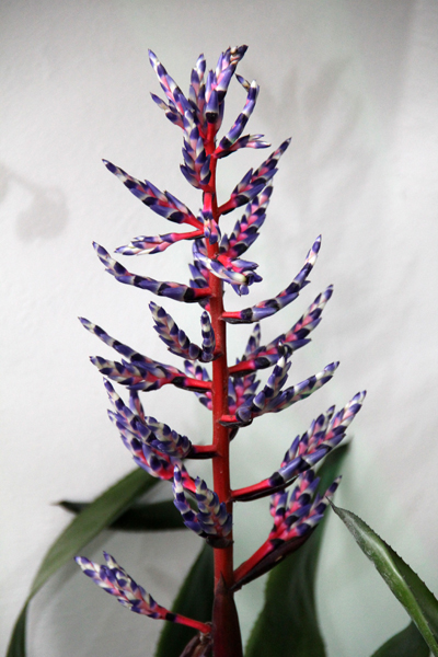 Opening of Zanbak Flower Boutique 